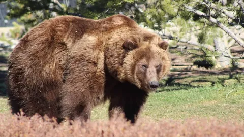 登贝莱双响助巴黎大胜摩纳哥，13分优势领跑法甲